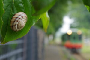 卓上_7月_夏の風物詩〇