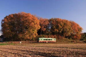 卓上_12月_古墳の紅葉〇